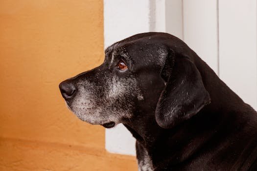 Profile of an elderly Labrador showing loyalty and wisdom against a colorful wall.