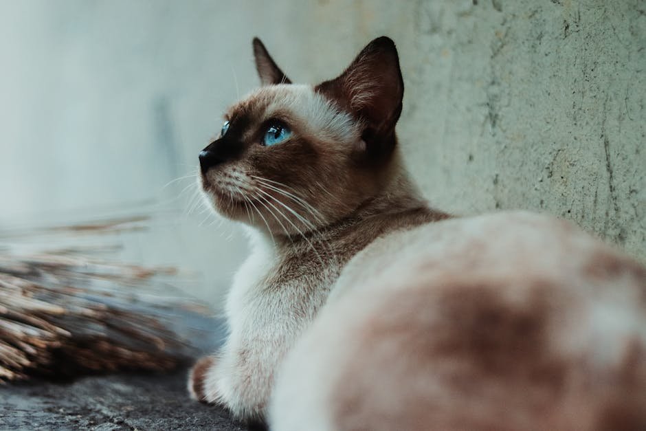 Close-up of a curious Siamese cat with striking blue eyes lounging indoors.