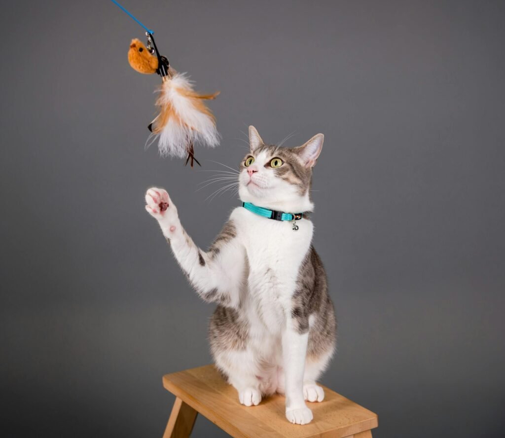 Cute cat sitting on stool, playing with toy. Perfect for pet photography and animal lovers.